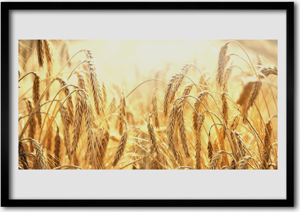 Bild 70x50 MDF-Rahmen Wandkunst Ähren Feld Natur