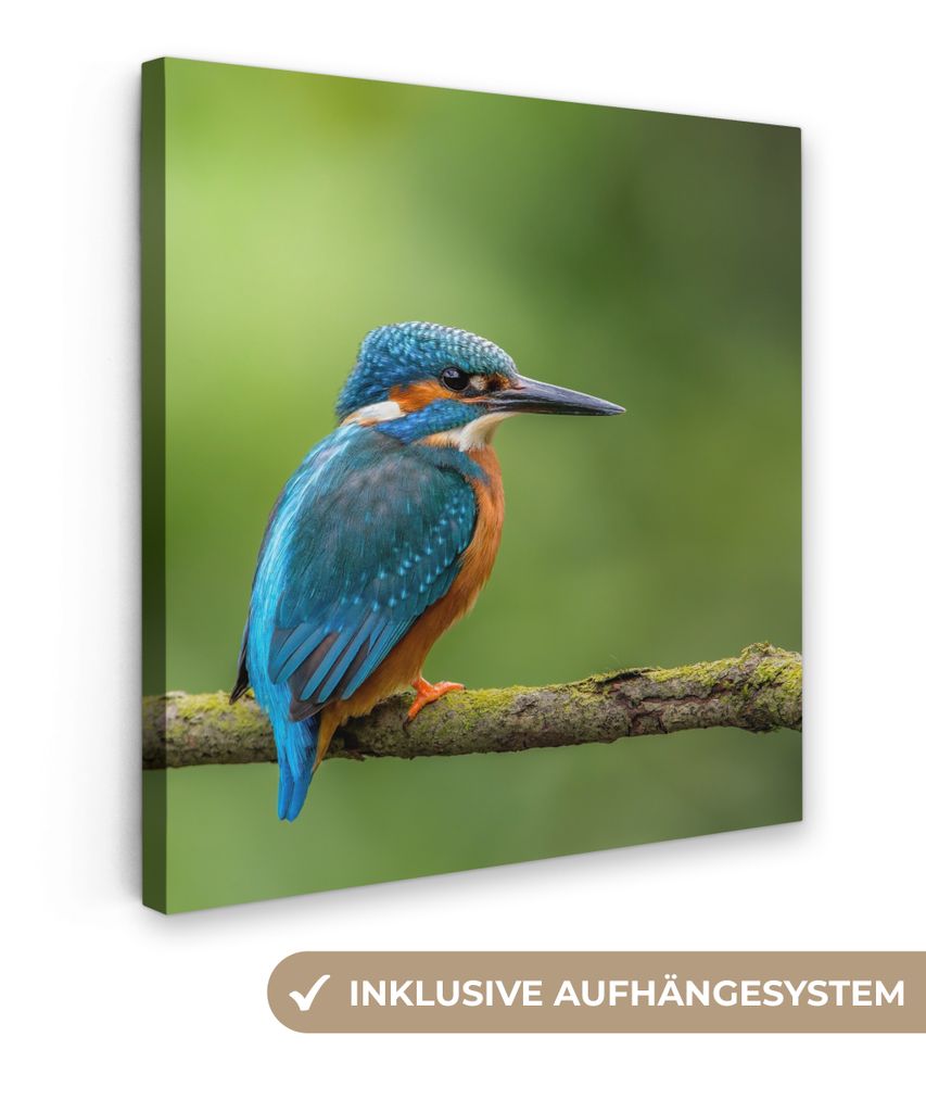 MuchoWow - Leinwandbilder - Eisvogel - Zweig - Moos - Vogel - Grün, Wandbild, Wanddeko Bilder Wohnzimmer, 50x50 cm