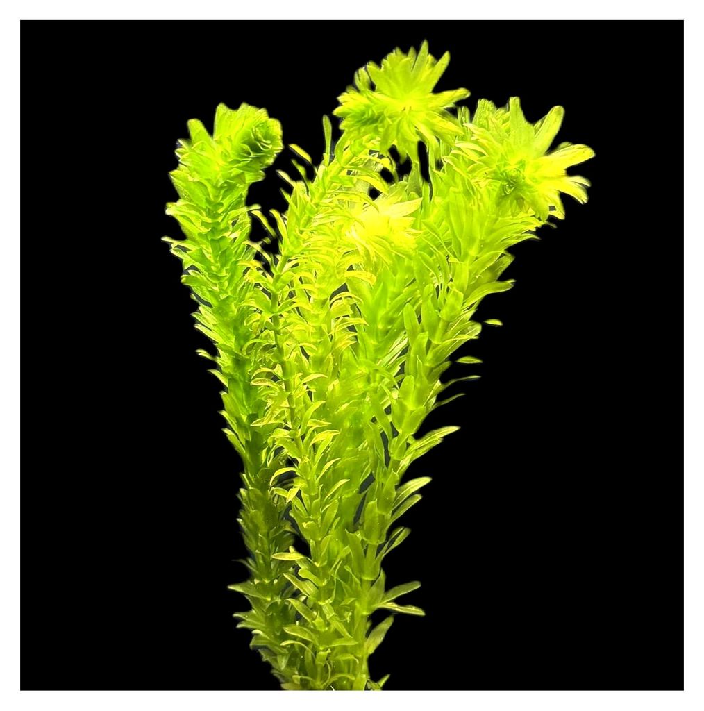 Bund von Dichtblättriger Argentinischer Wasserpest/Egeria Densa für Kalt- und Warmwasser-Aquarien