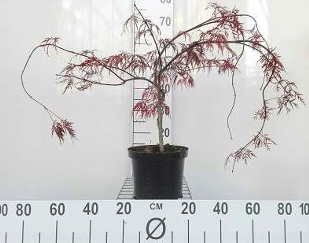 Acer palmatum 'Inaba Shidare' - Japanse esdoorn, hangende Productafbeelding 