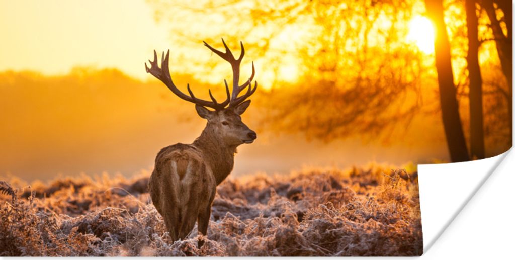 MuchoWow Poster Hirsche - Tiere - Sonnenuntergang - Winter - Heidekraut - Natur 40x20 cm - Poster für die Wand - Poster Schlafzimmer
