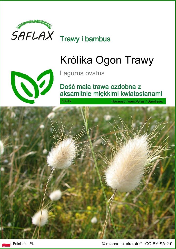 SAFLAX - Królika Ogon Trawy - 100 Nasiona - Lagurus ovatus Zdjęcie produktu 