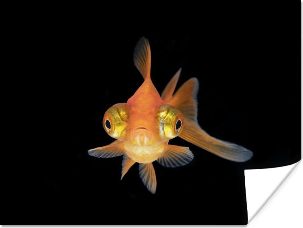 MuchoWow Poster Goldfisch - Meerestiere - Augen 160x120 cm - Foto Plakat