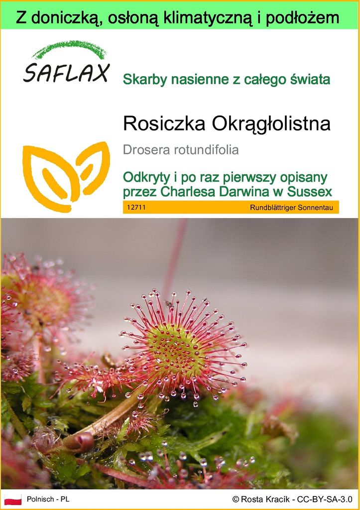 SAFLAX - Garden to go - Rosiczka Okrągłolistna - 50 Nasiona Zdjęcie produktu 