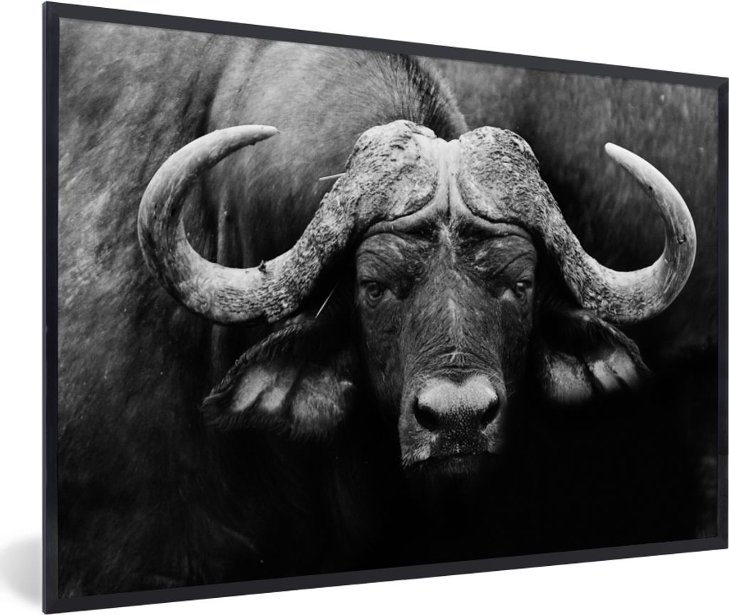 MuchoWow Gerahmtes Poster Tiere - Büffel - Schwarz - Weiß - Porträt 30x20 cm - Poster mit Schwarzem Bilderrahmen Wandposter Rahmen Foto Bilder...