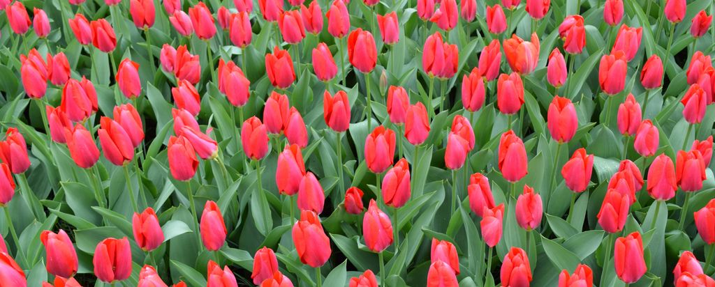 hansepuzzle 105304 - Tulpen Panorama-Puzzle 2000 Teile | Natur Puzzle, 2028 Teile, Natur, 60,0 x 46,0cm mit hochwertiger Aufbewahrung, Kartonbox & ...