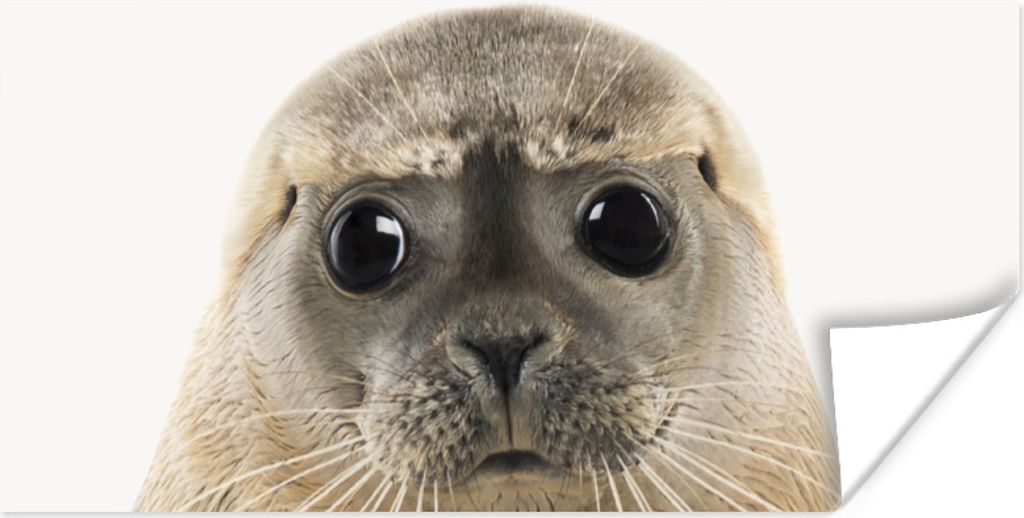 MuchoWow Poster Jungen - Robbe - Kinder - Mädchen - Tiere 160x80 cm - Foto Poster