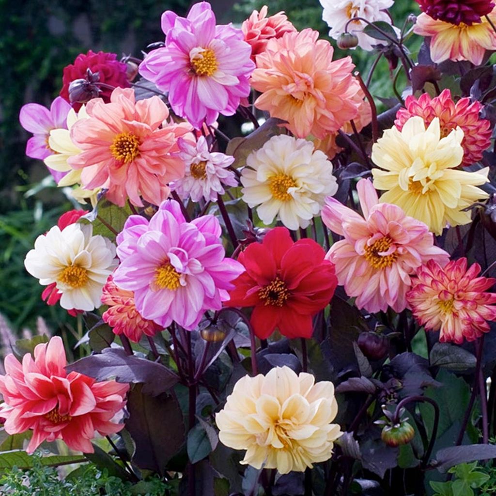 Dahlie Knolle Blüten Sommerblumen Herbstblumen Dekorative Dahlie Red Skin 1 St.