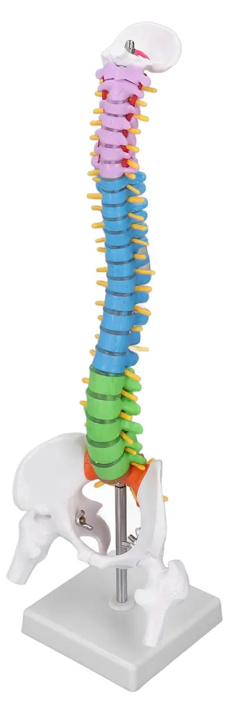 Colonne vertébrale didactique miniature 45 cm avec code de couleur