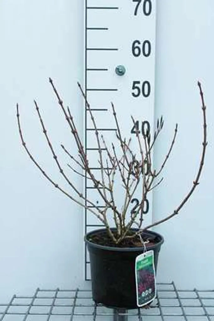 Weigelia Nana Purpurea pour Bac et Petit Jardin - Arbuste 30-40 cm