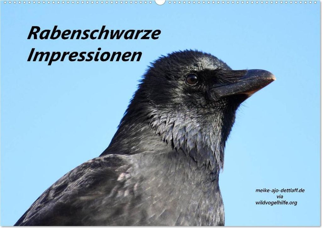 Rabenschwarze Impressionen - meike-ajo-dettlaff.de via wildvogelhlfe.org (Wandkalender 2026 DIN A2 quer), CALVENDO Monatskalender