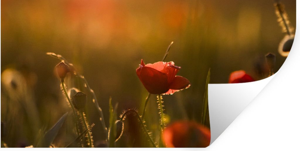 MuchoWow Wandtattoo Wandsticker Wandaufkleber Mohn - Sonnenuntergang - Gold 160x80 cm Selbstklebend und Repositionierbar - Sticker - Dekorfolie