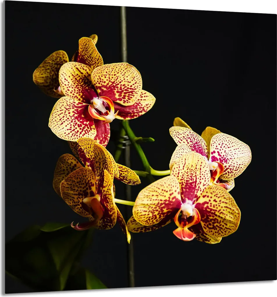 Piatto Decorativo Vetro Cucina 60x65 Orchidea | Eleganza in Vetro Temperato