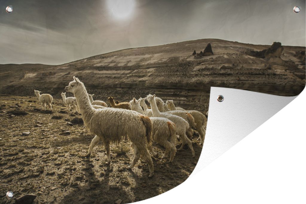 MuchoWow 60x40 cm Outdoor-Poster Gartendeko Sichtschutz Garten Poster für den Garten Lamas in der Colca-Schlucht in Peru