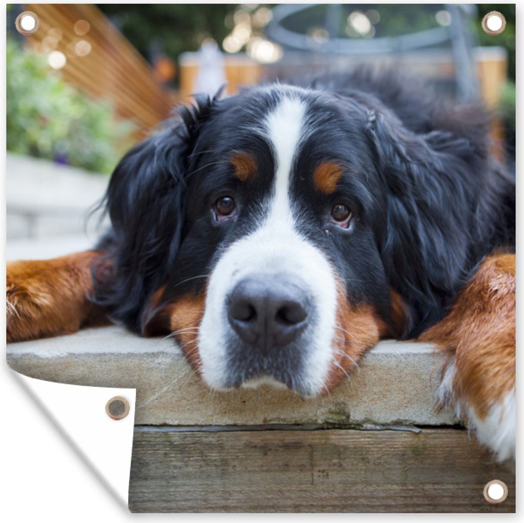 MuchoWow 50x50 cm Outdoor-Poster Gartendeko Sichtschutz Garten Poster für den Garten Shady Berner Sennenhund