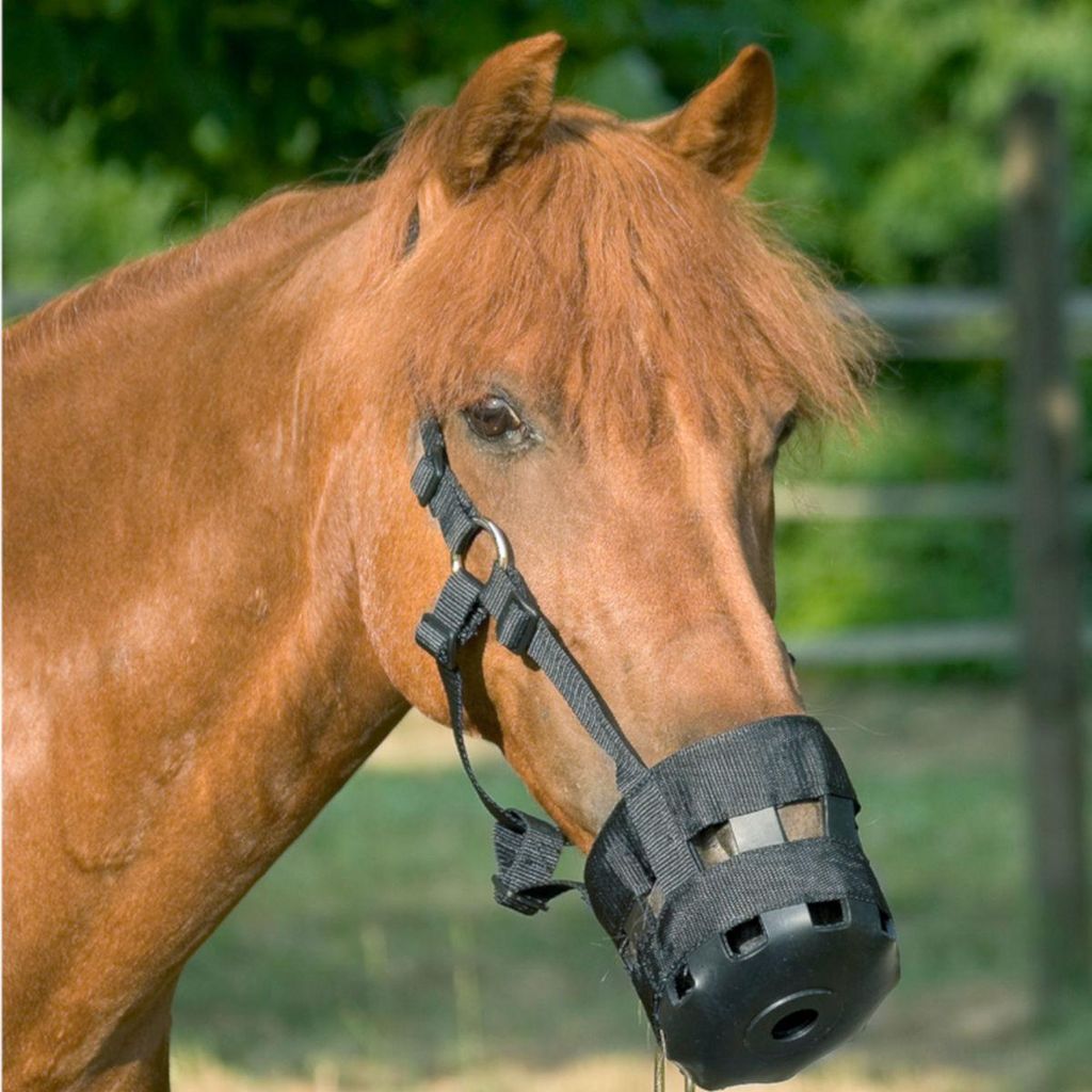 USG Weidemaulkorb - Fressbremse für Pferde, Extra groß