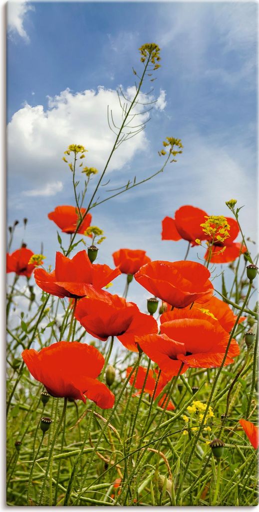 ARTland Leinwandbild Mohnblumen im Panorama Größe: 20x40 cm