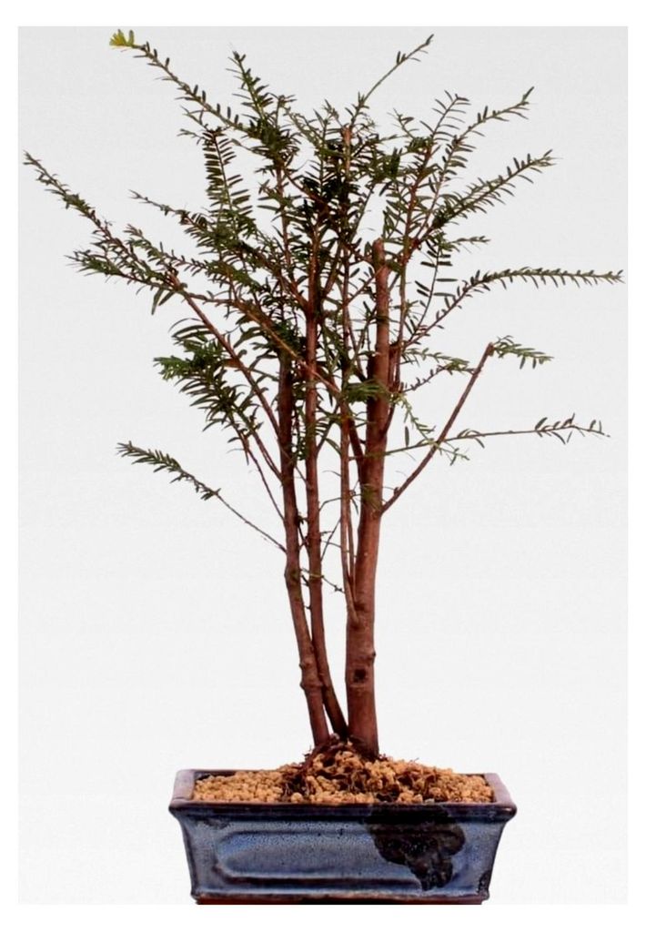 Bonsai - Taxus baccata, Europäische Eibe, 3er-Gruppe 201/212