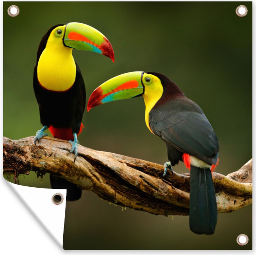 MuchoWow 100x100 cm Outdoor-Poster Gartendeko Sichtschutz Garten Poster für den Garten Vögel - Tukan - Zweig - Tiere - Regenbogen