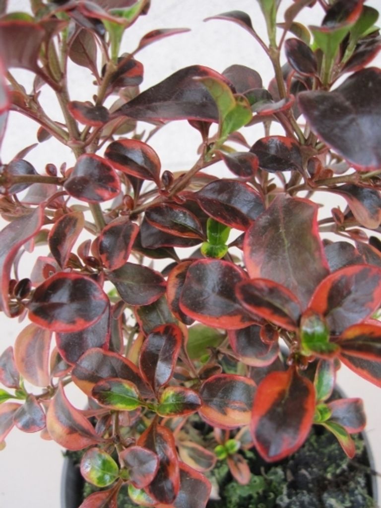Coprosma Red Ruby - Spiegelbusch - Mirror Bush