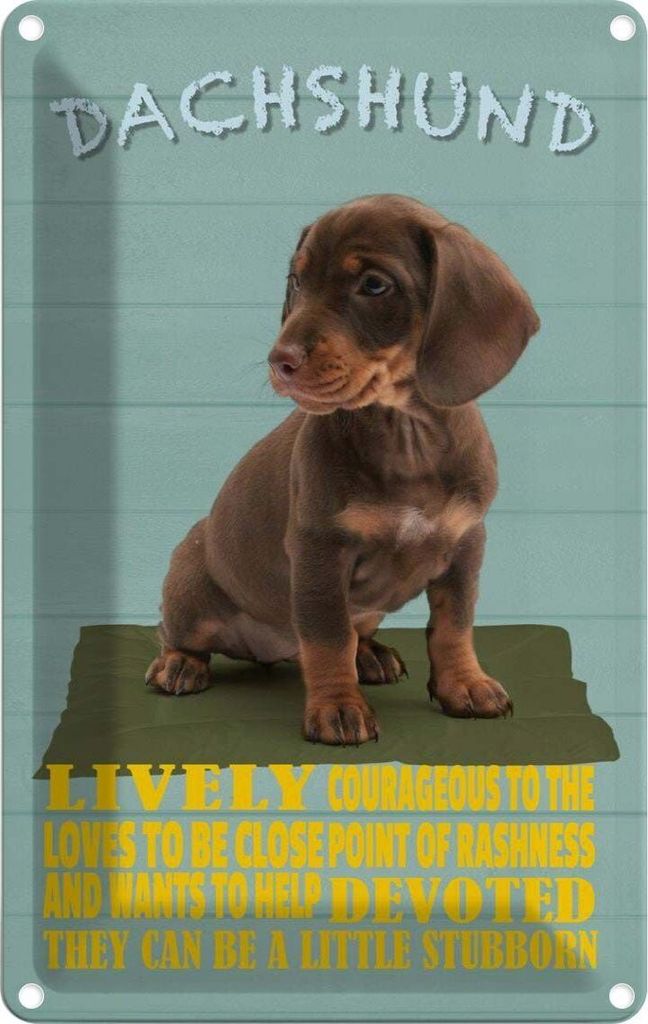 vianmo Blechschild 18x12 cm Dachshund Hund lively devoted Tier Haustier