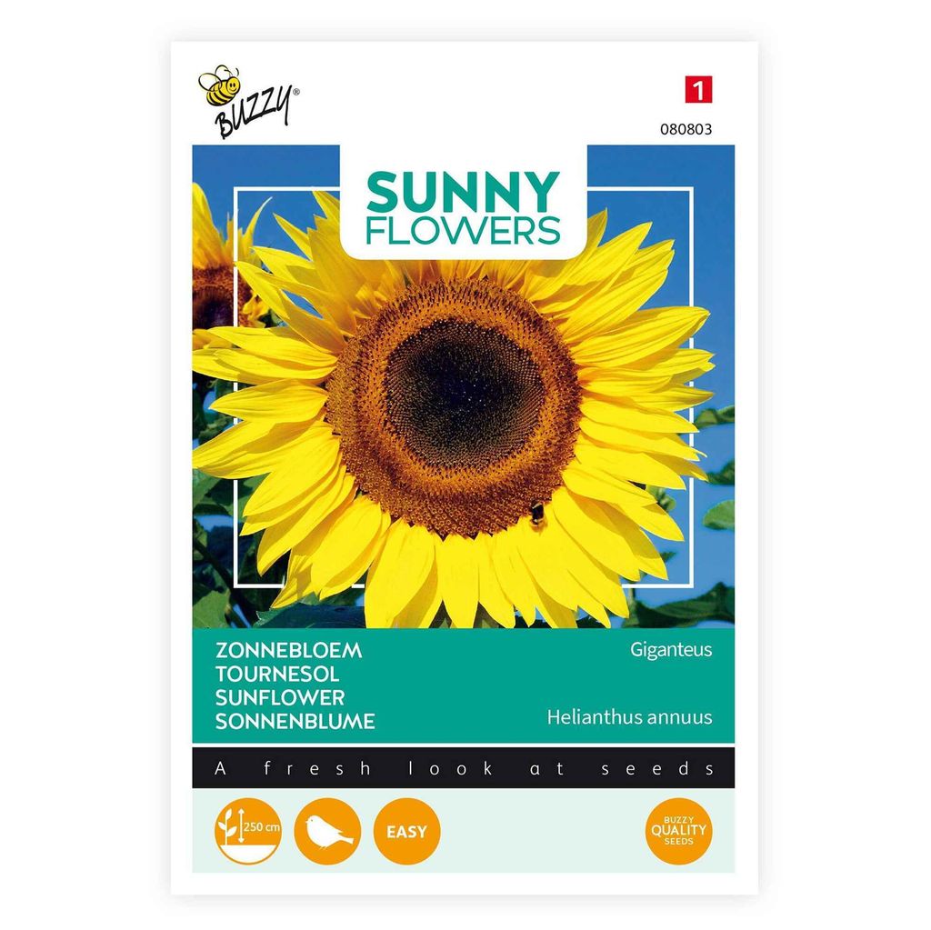 Buzzy Sunny Flowers Riesen Sonnenblume Giganteus Samen - Produktbild 