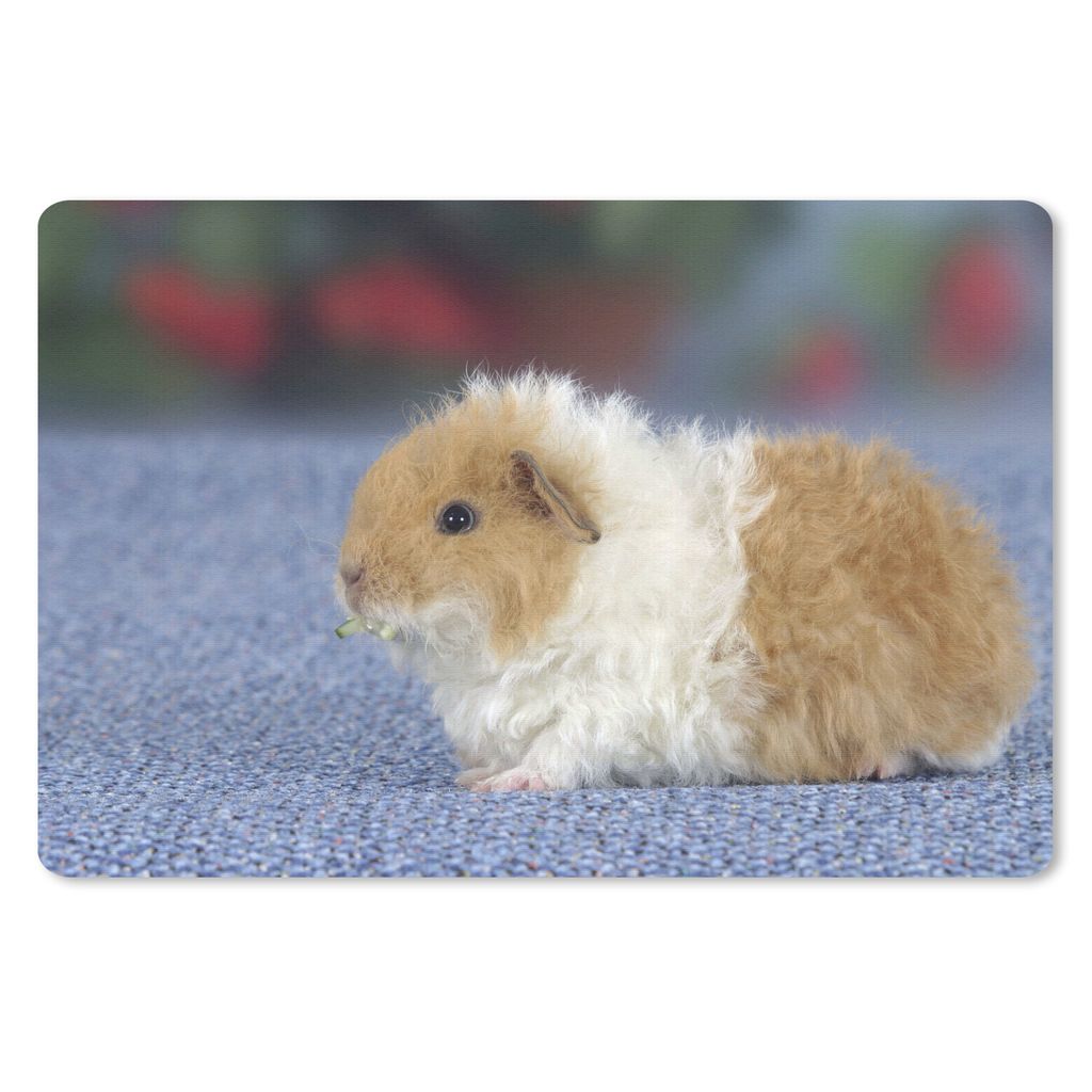 MuchoWow Schreibtischunterlage Texel-Meerschweinchen 60x40 cm - XXL Mauspad - Großes Mauspad