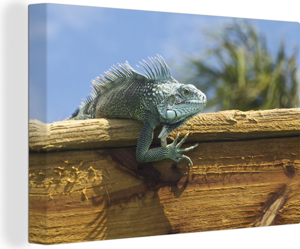 OneMillionCanvasses - Leinwandbilder - 140x90 cm, Darstellung eines Leguans auf Holz in Curacao, Wandbilder Kunstdruck Wanddekoration - Foto auf ...