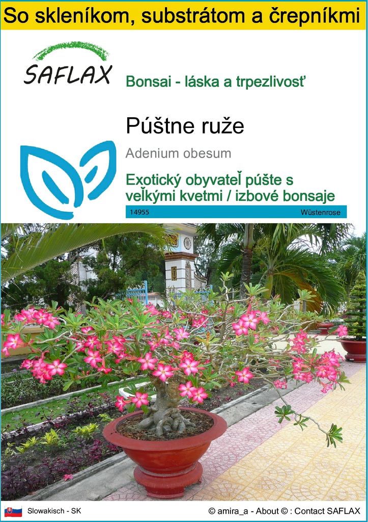 SAFLAX Kultivačný set - púštne ruže - Adenium obesum - 8 Obrázok produktu 