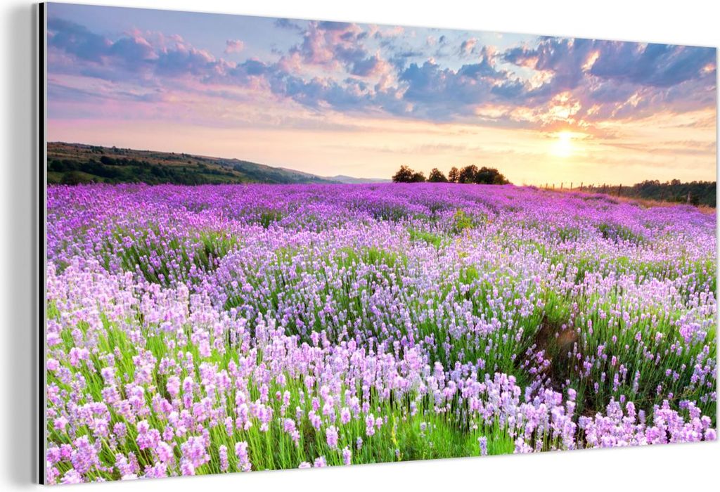 MuchoWow Wanddekoration Metall Metallbild Wandkunst 40x20 cm Lavendel - Blumen - Sonnenuntergang - Lila - Wiese MuchoWow Aluminium Gemälde - Bild ...