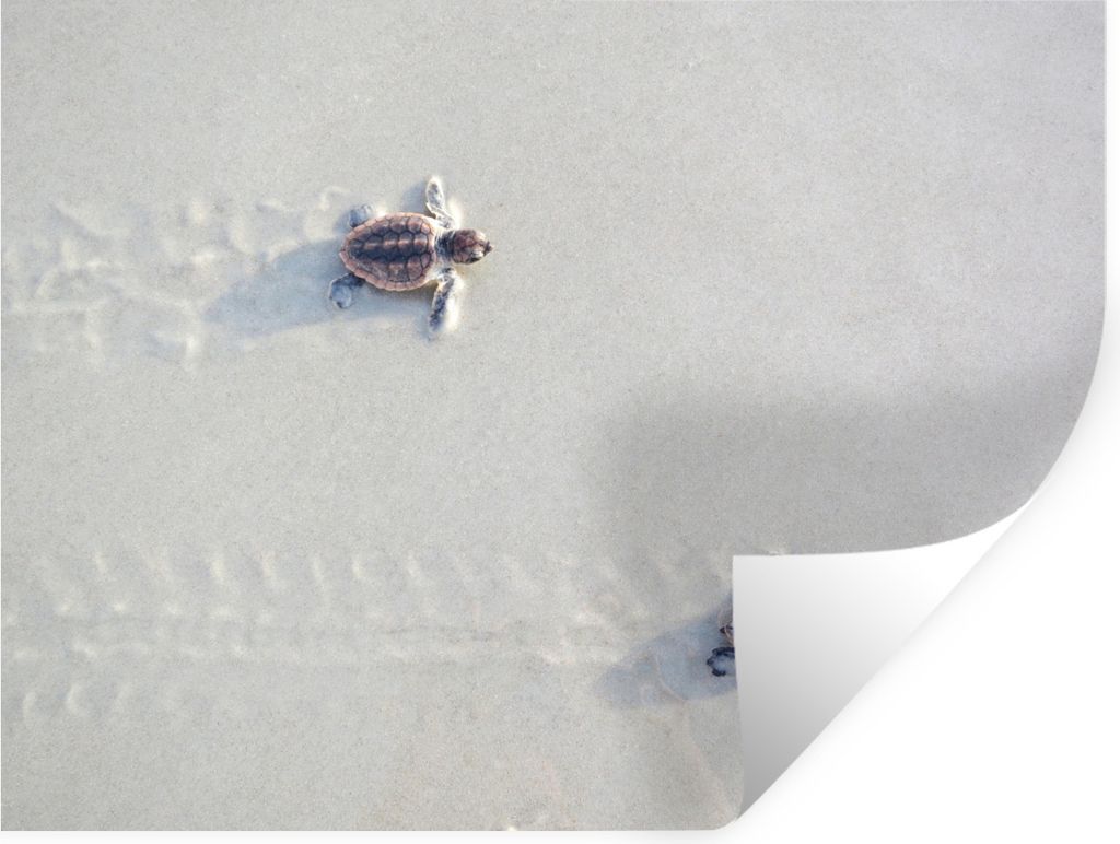 MuchoWow Wandtattoo Wandsticker Wandaufkleber Zwei kleine Schildkröten 160x120 cm Selbstklebend und Repositionierbar - Selbstklebend - Fototapeten