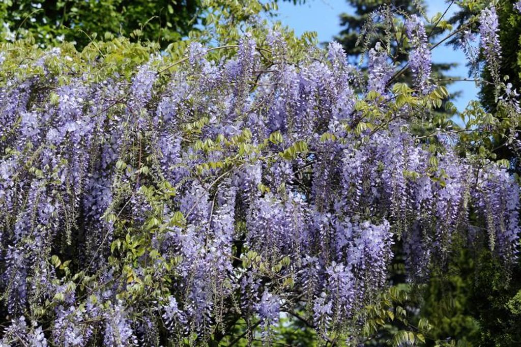 Pflanzensamen für schnellwüchsige blauviolette Produktbild 