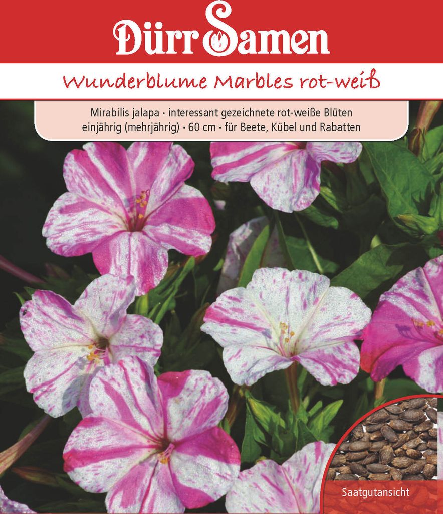 Wunderblume Marbles rot weiß | Wunderblumensamen von Dürr Produktbild 