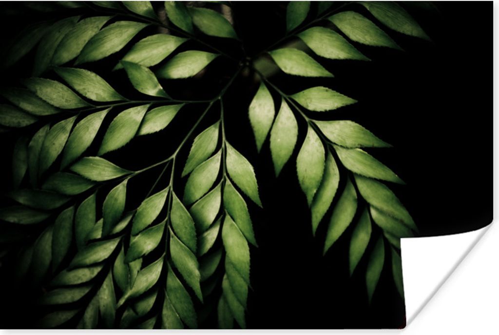 MuchoWow Poster Die Zweige eines Farns vor einem schwarzen Hintergrund 180x120 cm - Fotoplakat