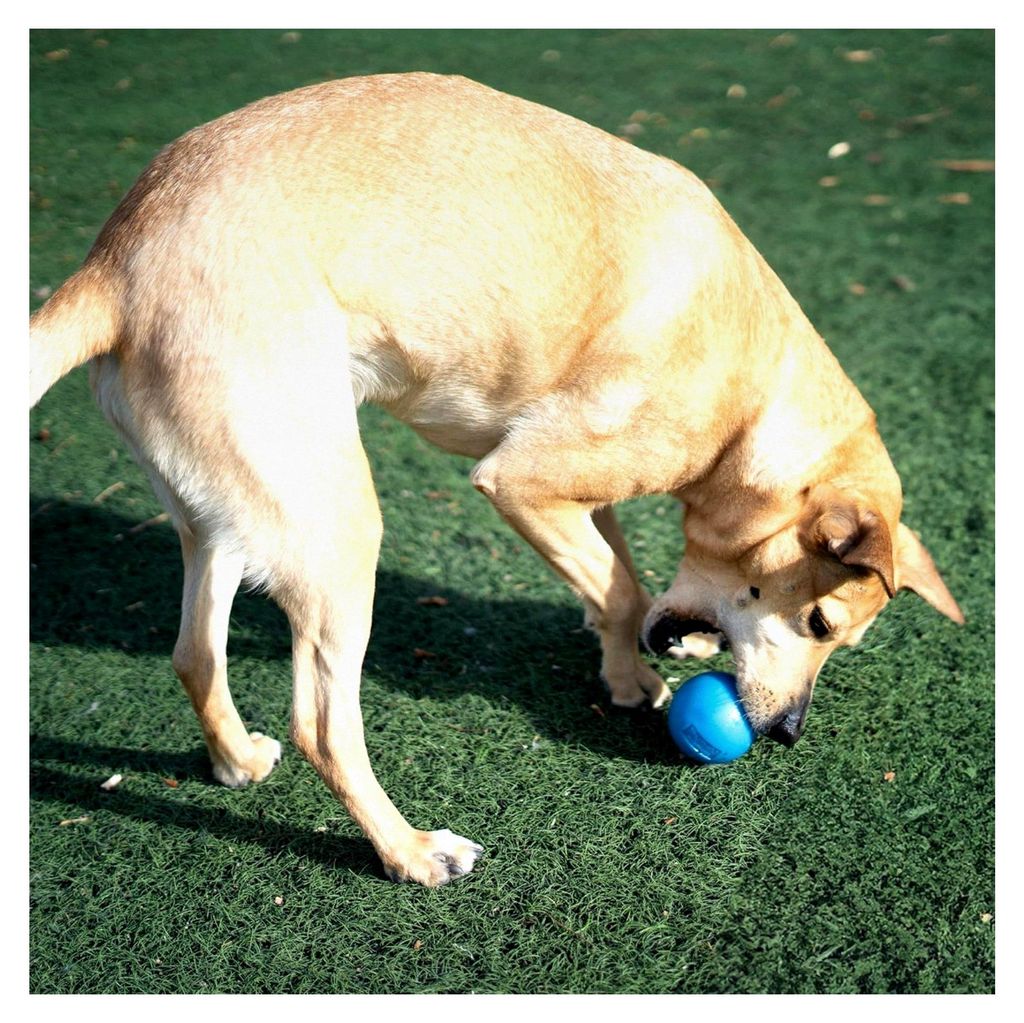 Orbee-Tuff Squeak - Quietschball für Hunde - Spielzeug zum Apportieren - Blau