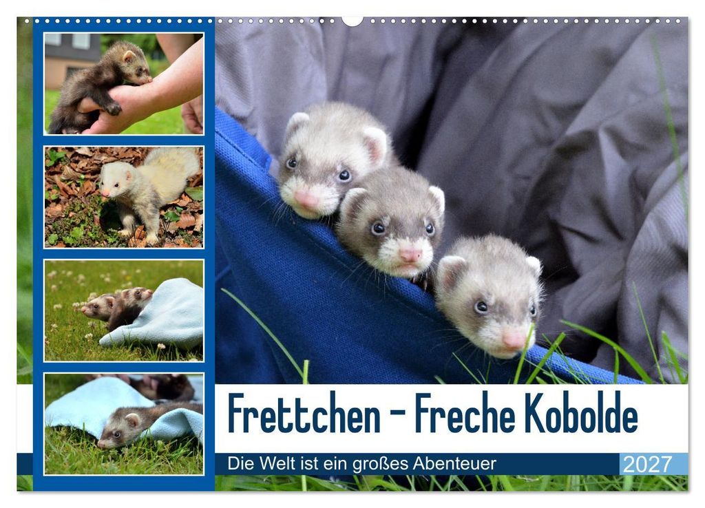 Frettchen - Freche Kobolde (Wandkalender 2027 DIN A2 quer), CALVENDO Monatskalender