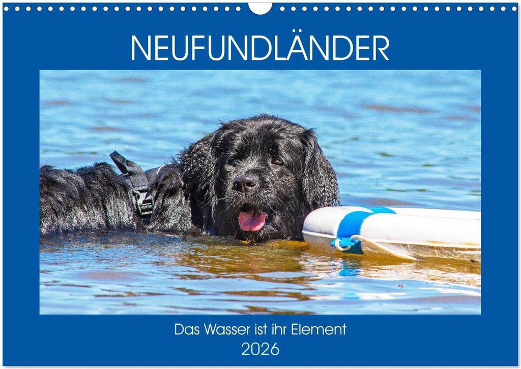 Neufundländer - Das Wasser ist ihr Element (Wandkalender 2026 DIN A3 quer), CALVENDO Monatskalender