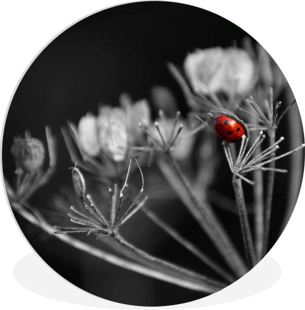 MuchoWow Rundes Wandbild - Runde Bilder Schwarz-Weiß-Foto eines roten Marienkäfers auf einer Pflanze Ø 30 cm Kreis Wanddekoration Kunststoff -...
