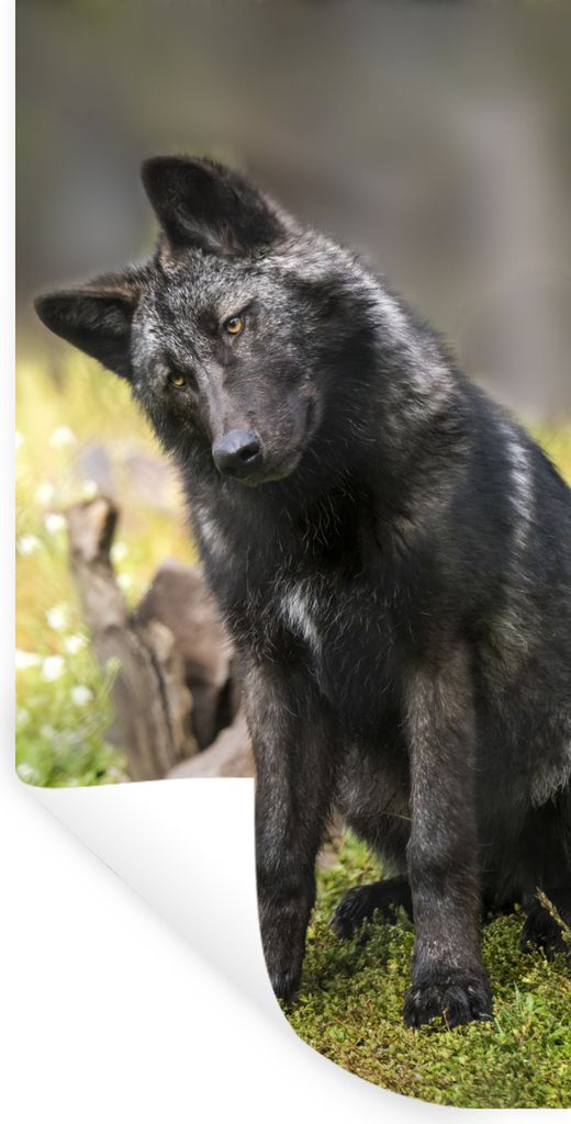 MuchoWow Wandtattoo Wandsticker Wandaufkleber Wolf - Schwarz - Gras 60x120 cm Selbstklebend und Repositionierbar - Selbstklebend - Fototapeten