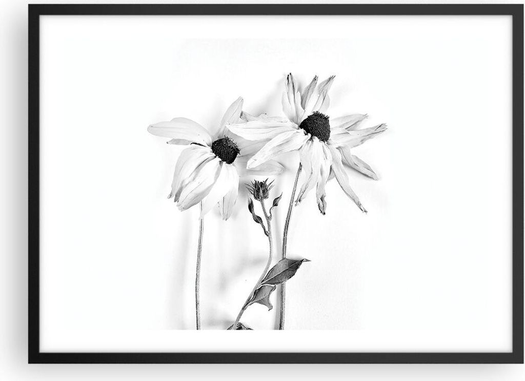 Gerahmtes Poster - Schwarzer Rahmen - Verwelkt Blumen Monochrom - 70x50 cm - Wand Bild - Wanddeko - Wandbilder - Kunstposter - Wandposter - Bilderr...