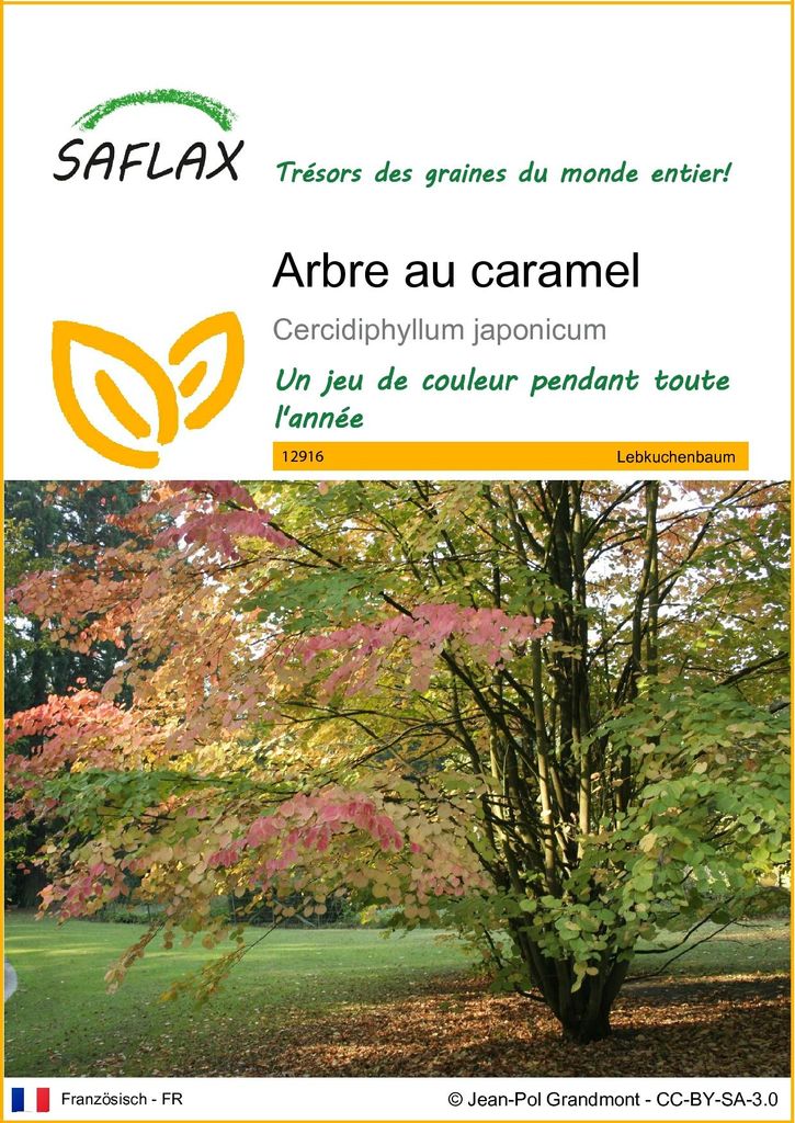 SAFLAX  - Arbre au caramel - 200 graines - Cercidiphyllum Image du produit 