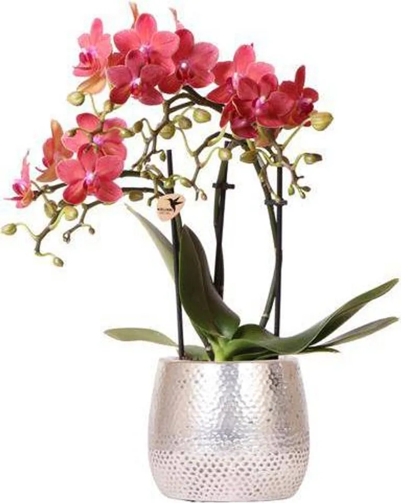 Orchidée Phalaenopsis Déco Intérieure Rouge avec Cache-pot de 9 cm