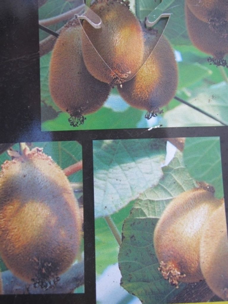 Actinidia chinensis Jenny - selbstfruchtende Kiwi Jenny 80-100