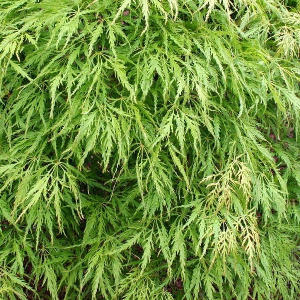 Grüner Schlitzahorn - Acer palmatum 'Dissectum' | 40-50 cm in Container
