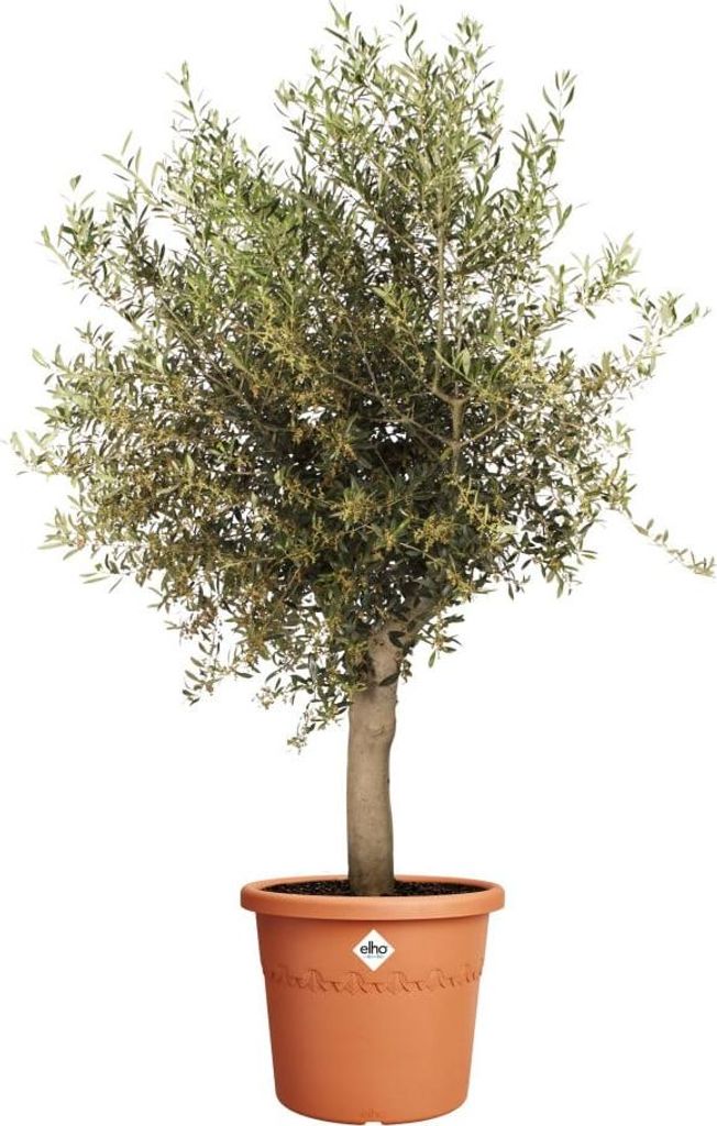 globus blumenkasten mit halterung Standglobus 51cm Columbus DUO ALBA Edelstahl main image 1