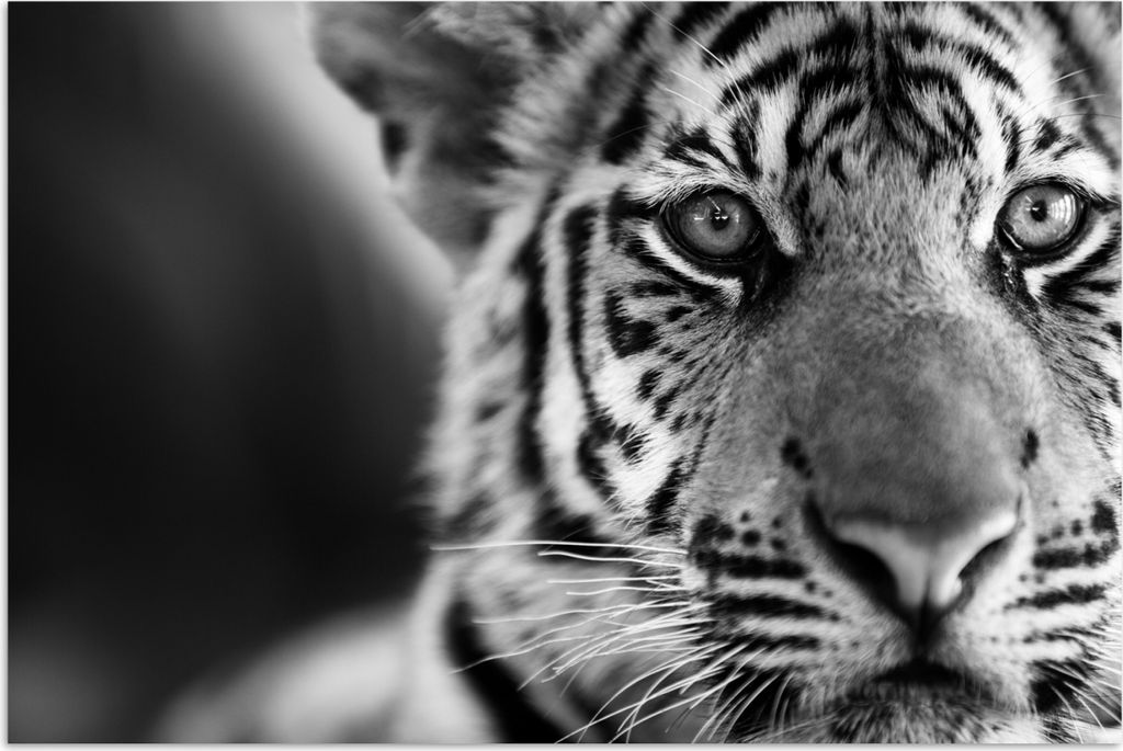 MuchoWow Poster Tiger - Jungtier - Schwarz - Weiß 120x80 cm - Bilder