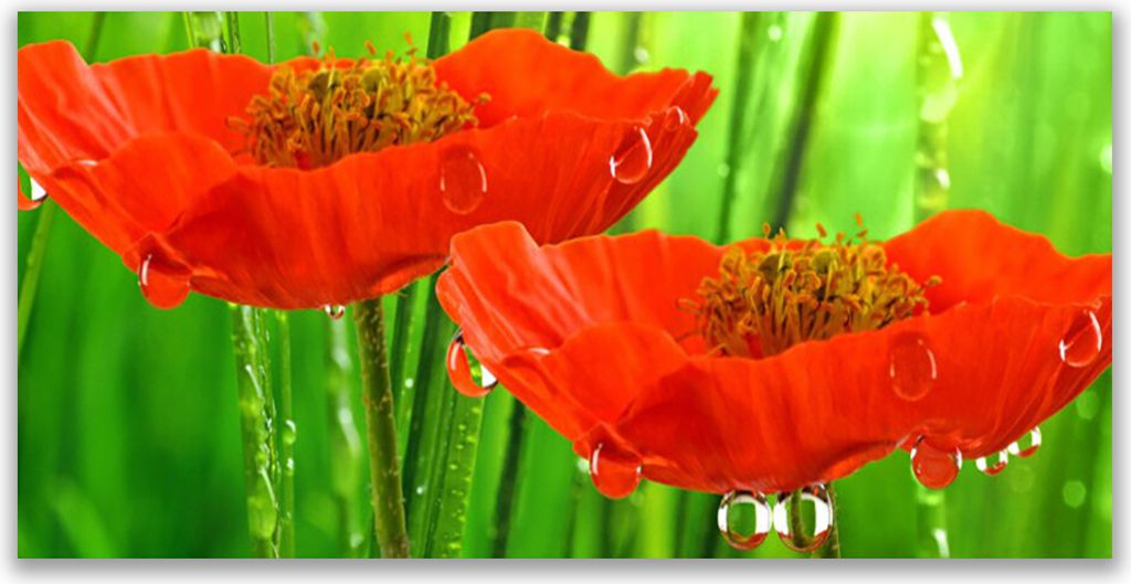 Küchenrückwand aus Glas 120x60cm Spritzschutz Mohnblumen Pflanzen