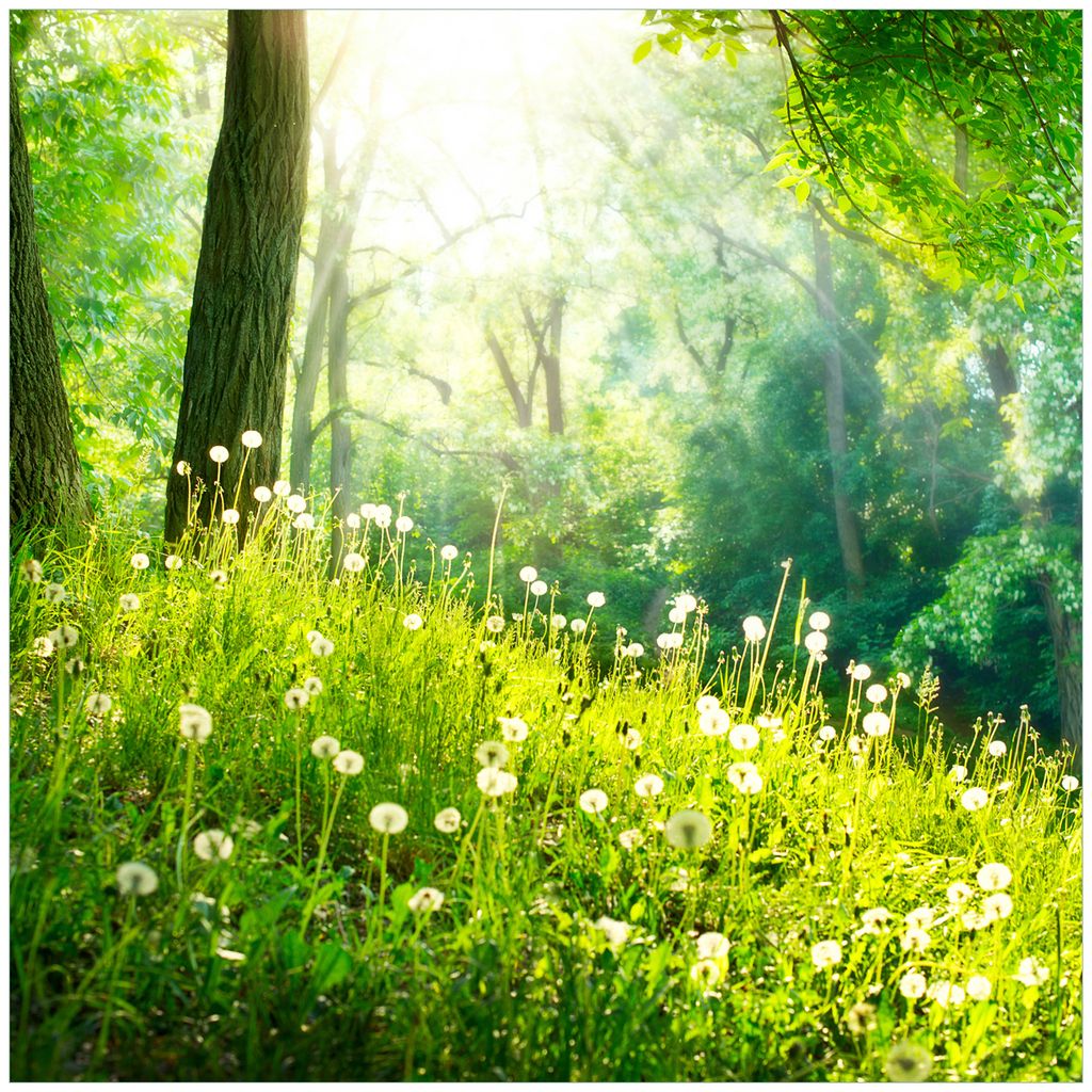 Wallario Möbeldesign - Glasplatte, Schutzplatte mit Motiv - geeignet für Ikea Lack Tisch, Größe: 55 x 55 cm, Motiv: Pusteblumen im Wald mit ei...