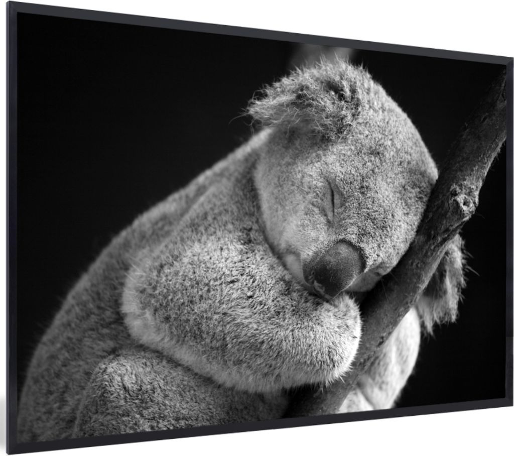 MuchoWow MuchoWow Gerahmtes Poster Schlafender Koala auf schwarzem Hintergrund 30x20 cm - Poster mit zchwarzem Bilderrahmen - Kunstdruck - Bild...