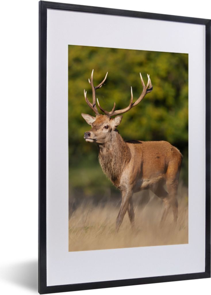 MuchoWow Gerahmtes Poster Tiere - Hirsche - Geweihe - Waldtiere - Natur 40x60 cm - Poster mit Schwarzem Bilderrahmen Wandposter Rahmen Foto Bilde...